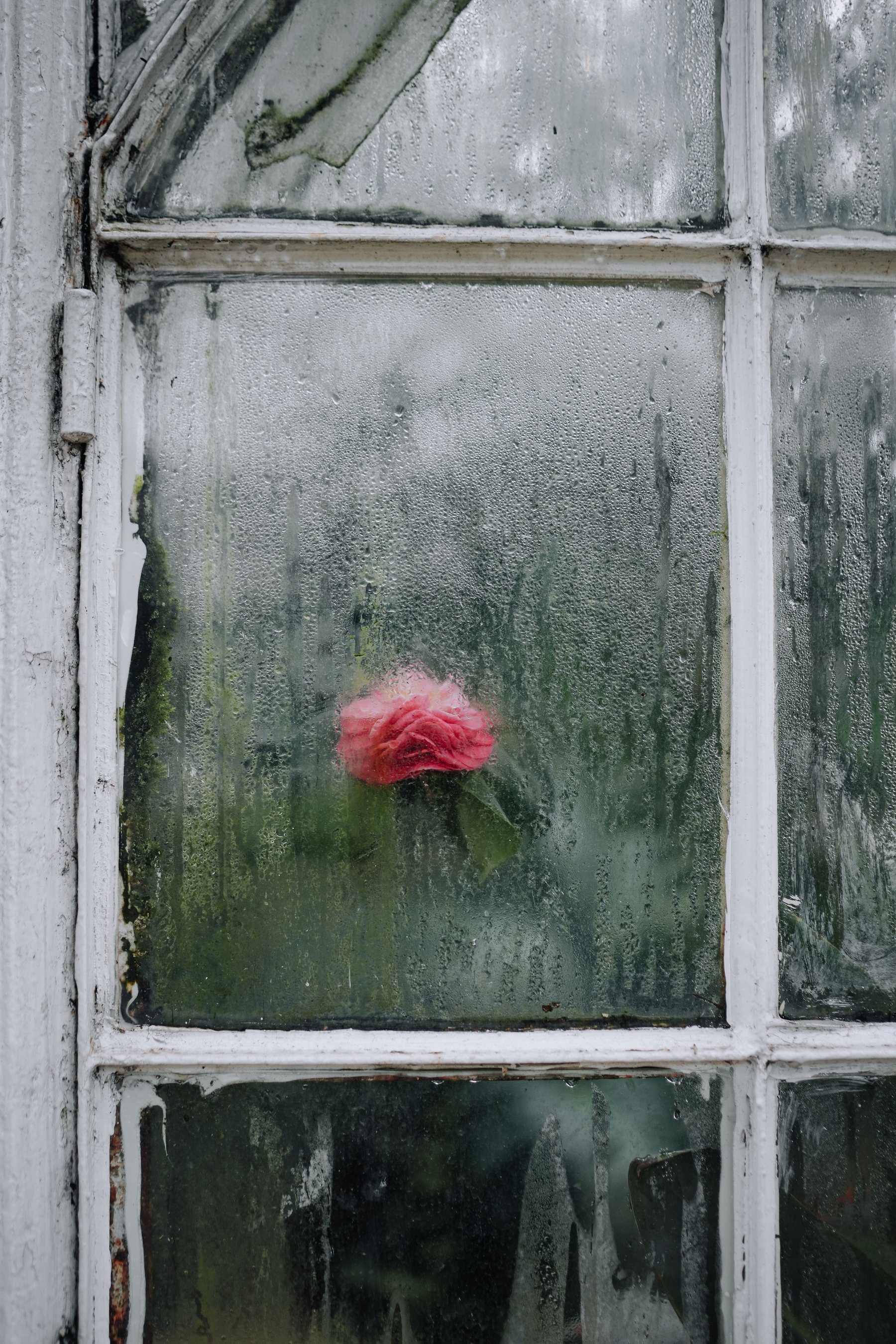 Condensation beading on an old greenhouse window, a pink rose blurred behind the glass.