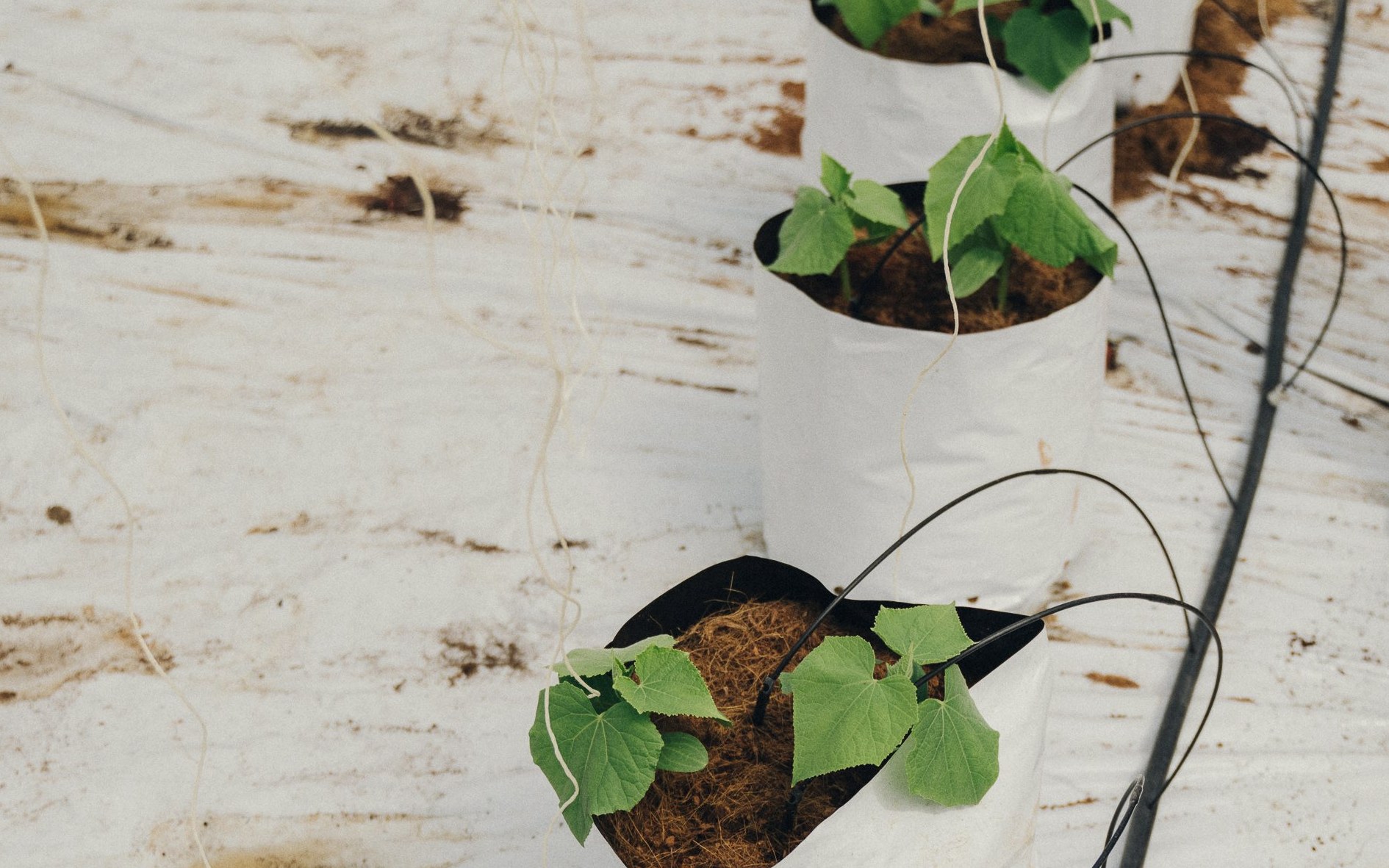 Young plants in white grow bags, each fed by its own thin drip line running straight to the roots.
