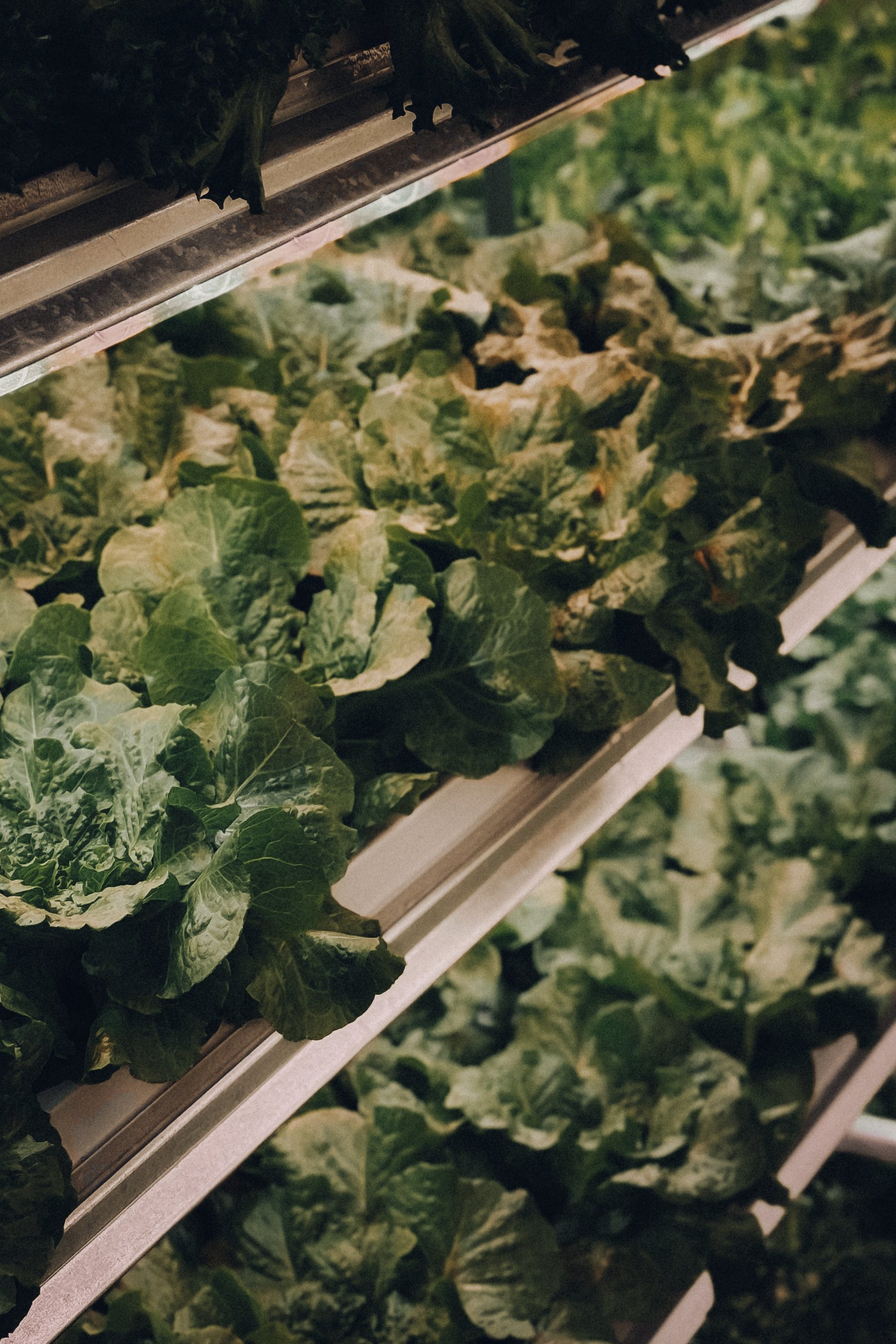 Heads of lettuce growing on a stacked indoor rack.