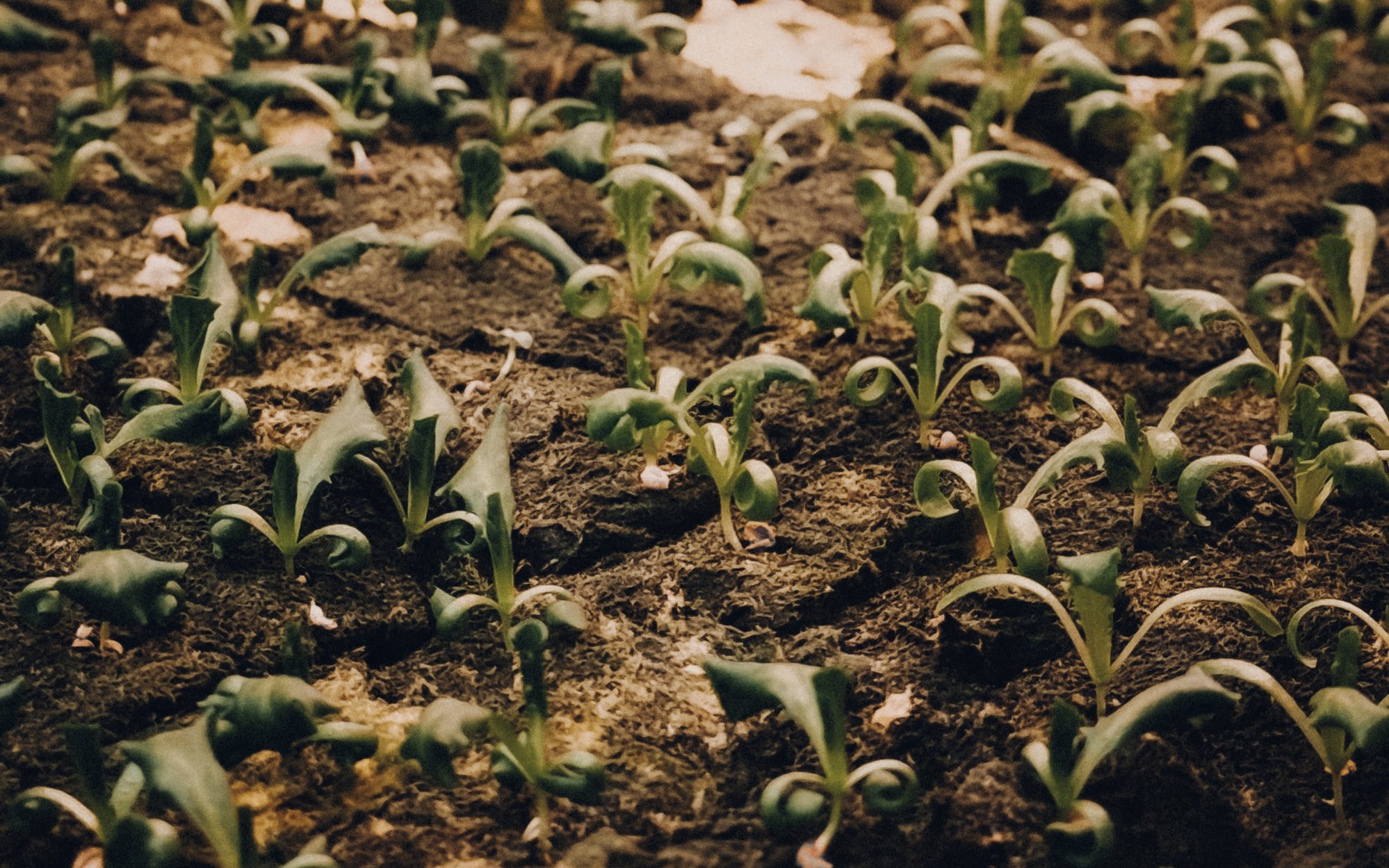Rows of young seedlings under grow lights indoors.